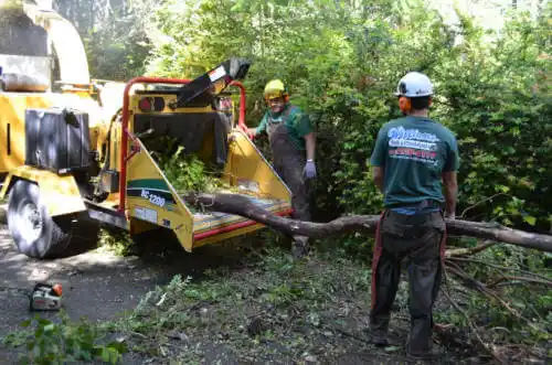 tree services Pine Ridge